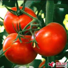 蔬菜种子 番茄种子-金红硕