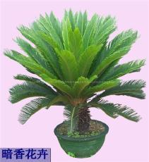铁树-杭州绿化养护-绿植养护-花卉养护植物公司