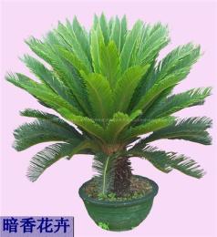 铁树-杭州绿化养护-绿植养护-花卉养护植物公司