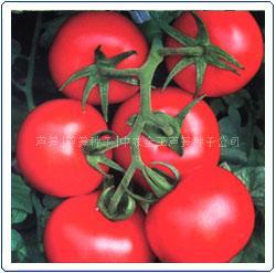 蔬菜种子 番茄种子-国萃王冠