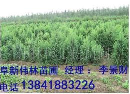 供應杜松 丁香 五角楓