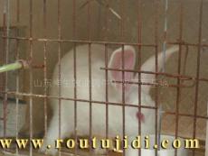 祥生牧业出售肉兔 优质日本大耳兔 肉兔发展基地