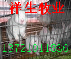 祥生牧业肉兔养殖技术 优质肉兔利润