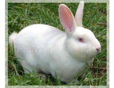 獭兔养殖场山西獭兔养殖场 河北獭兔养殖