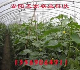 塑料大棚 温室大棚技术 蔬菜大棚技术-安阳五洲农业