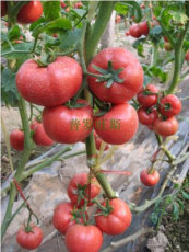 番茄种子 普罗旺斯 西红柿种子
